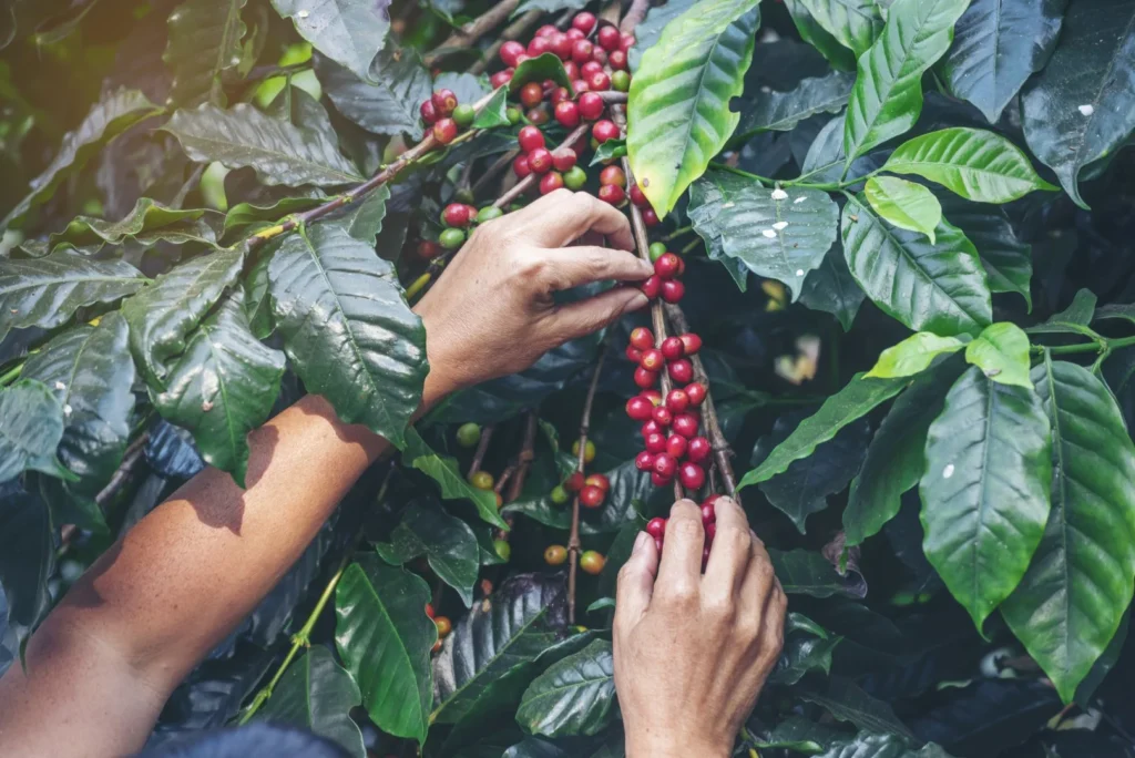 Cosecha de café en Turrialba, Costa Rica, cerca de Iriká Lodge.