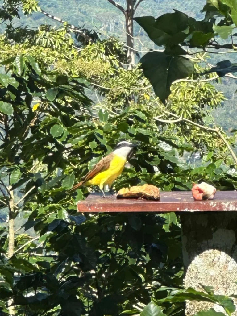 Ave en mesa al aire libre en Turrialba, Costa Rica