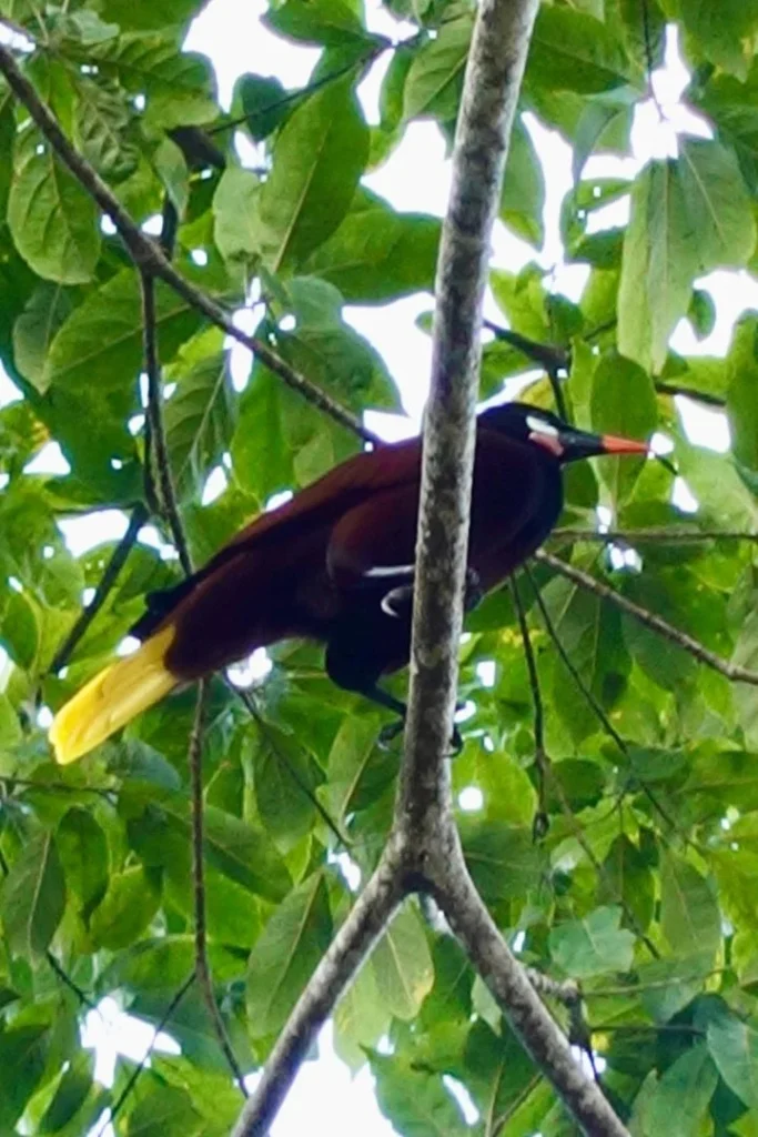 Ave en Turrialba, Costa Rica, cerca de Iriká Lodge