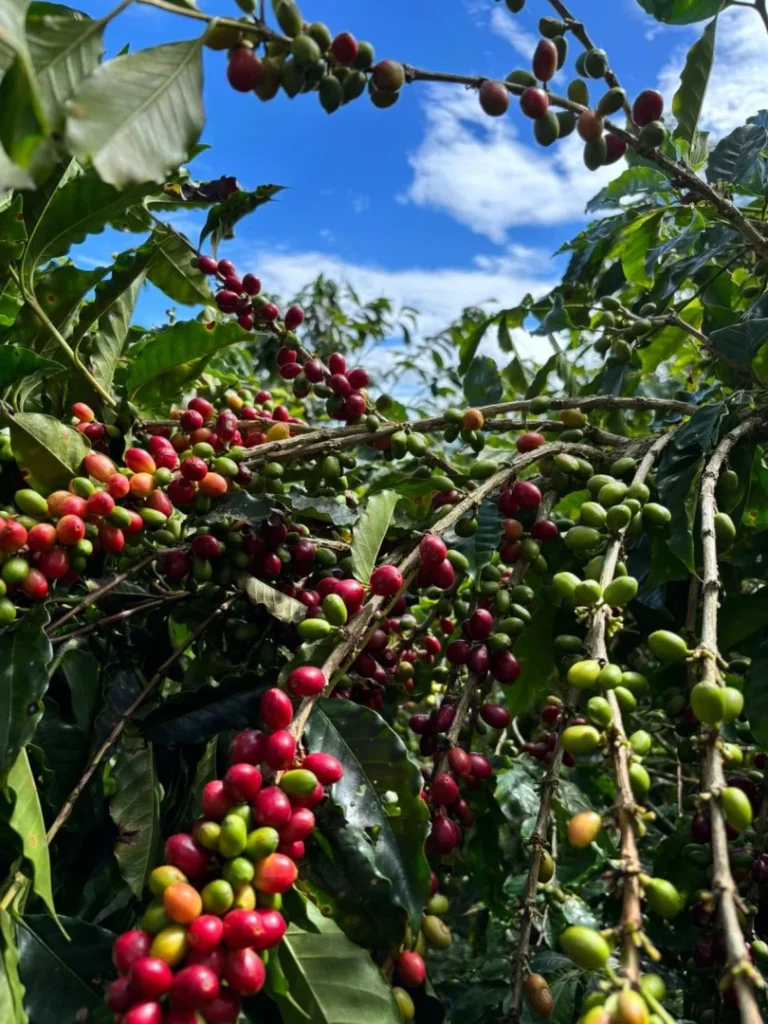 Plantas de café en Turrialba, Costa Rica, en Iriká Lodge.
