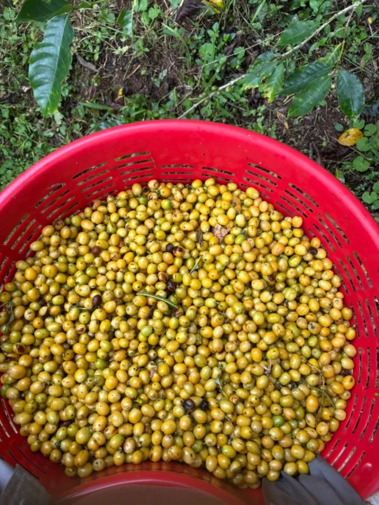 Cosecha de frutas amarillas en Turrialba, Costa Rica, Iriká Lodge.