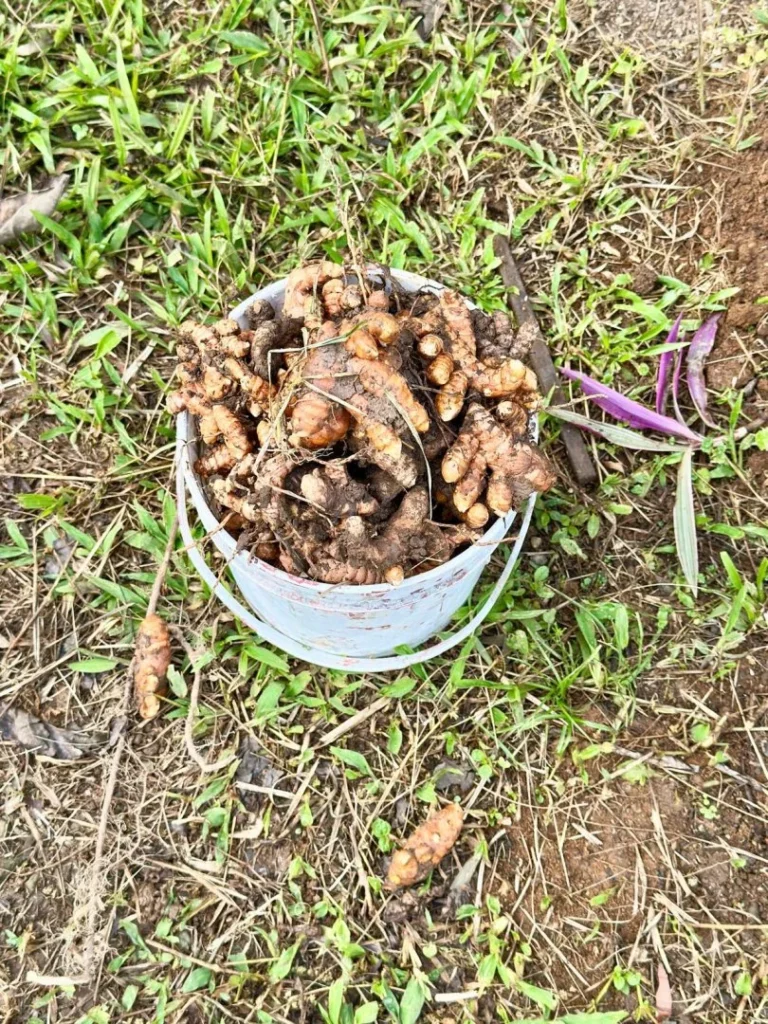 Cosecha de cúrcuma en Iriká Lodge, Turrialba, Costa Rica.