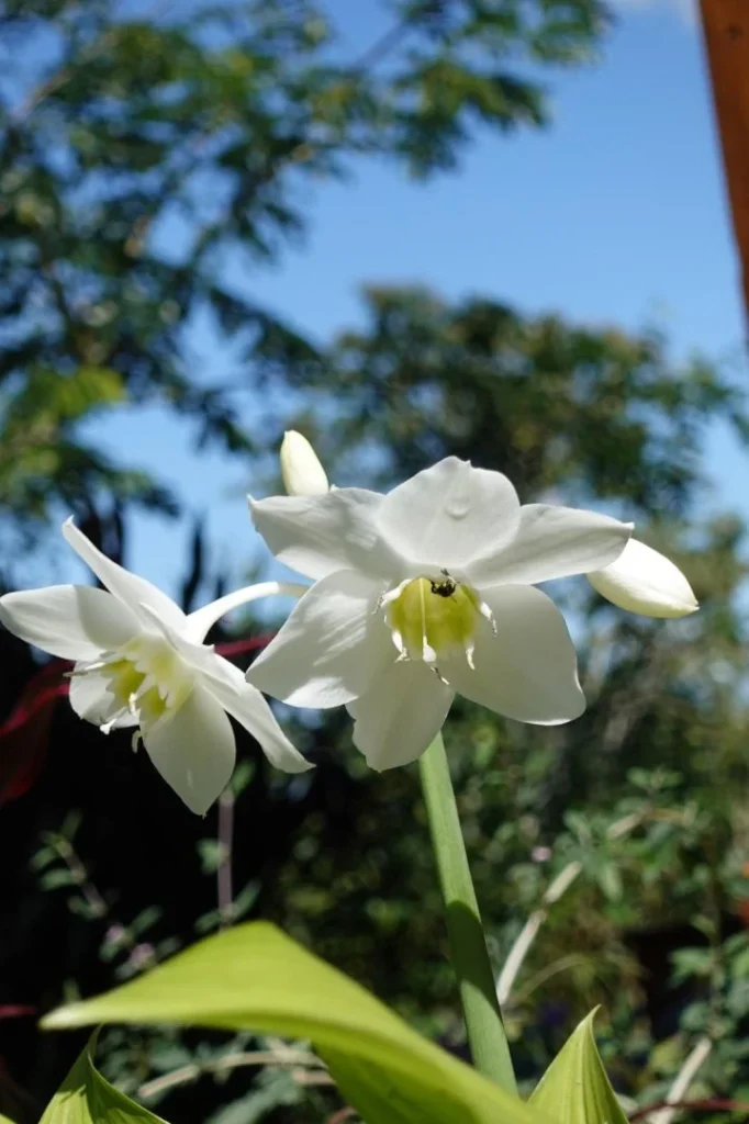Flor blanca en Iriká Lodge, Turrialba, Costa Rica