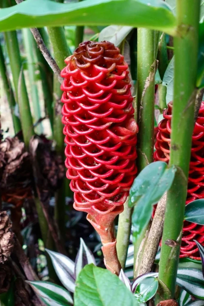 Flor tropical en Iriká Lodge, Turrialba, Costa Rica