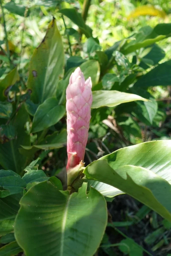 Flor tropical en Iriká Lodge, Turrialba, Costa Rica
