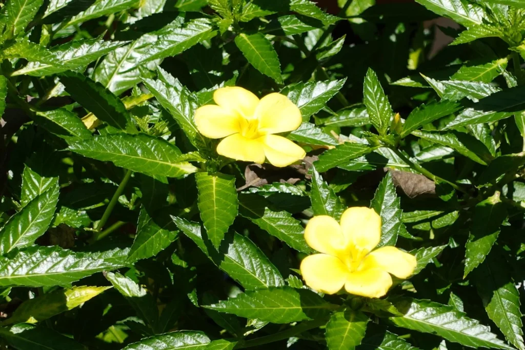 Flores amarillas en Iriká Lodge, Turrialba, Costa Rica