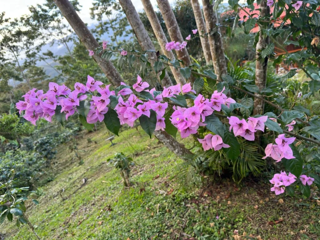 Flores rosadas en Iriká Lodge, Turrialba, Costa Rica