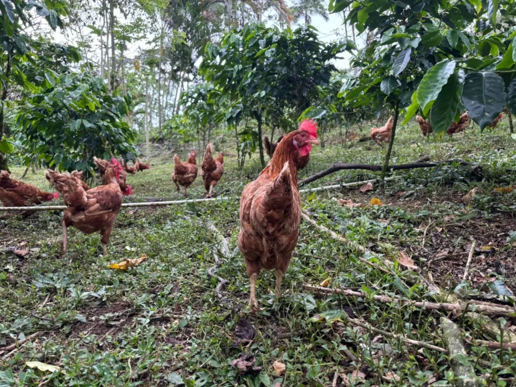 Gallinas en el campo en Iriká Lodge, Turrialba, Costa Rica.