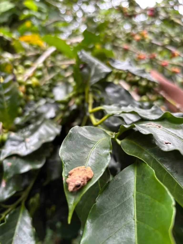 Rana en hoja en Iriká Lodge, Turrialba, Costa Rica.