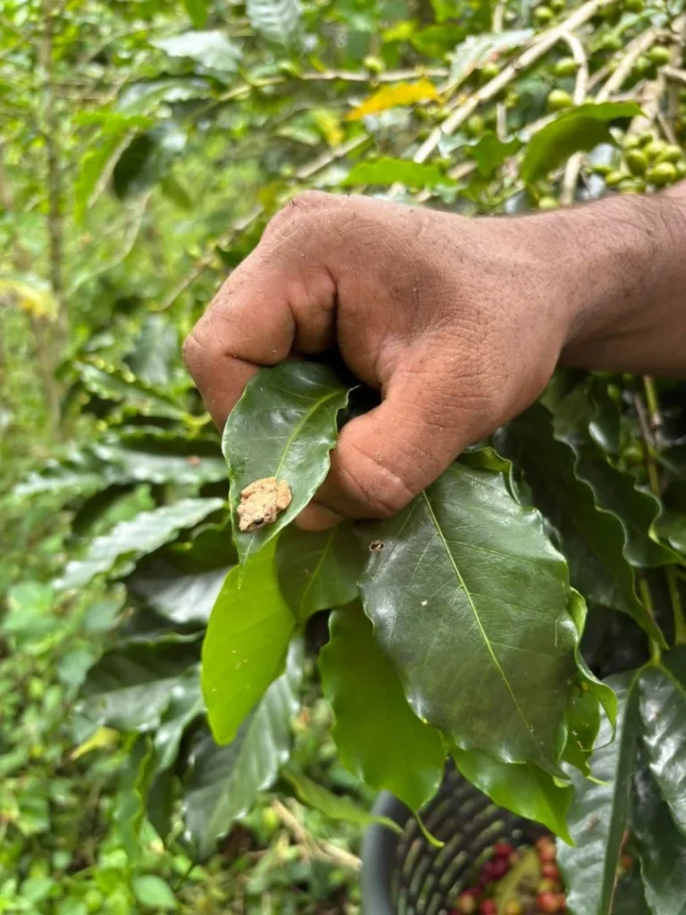 Mano sosteniendo hojas de café en Turrialba, Costa Rica.