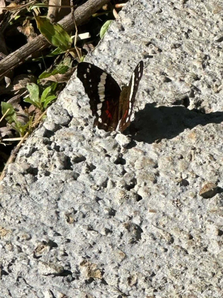 Mariposa en el suelo cerca de Iriká Lodge, Turrialba, Costa Rica.