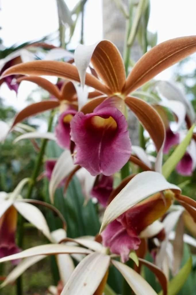 Orquídeas en Iriká Lodge, Turrialba, Costa Rica