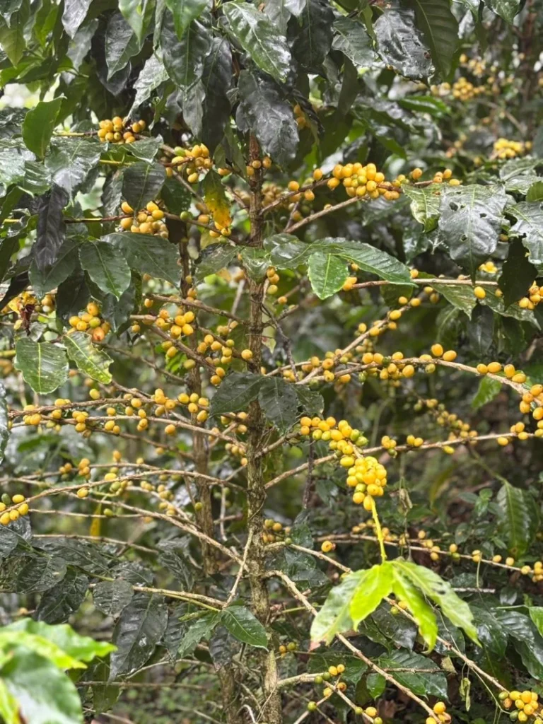 Planta de café con frutos amarillos en Turrialba, Costa Rica.