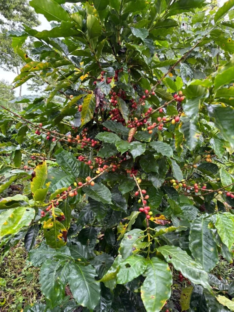 Planta de café en Turrialba, Costa Rica, cerca de Iriká Lodge.