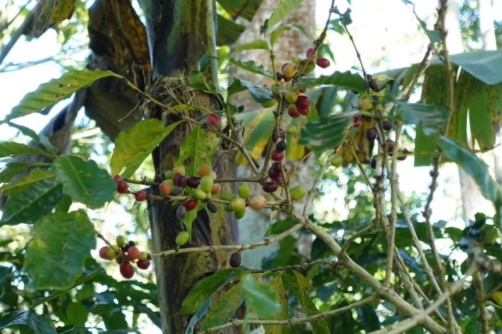 Plantas de café en Turrialba cerca de Iriká Lodge, Costa Rica