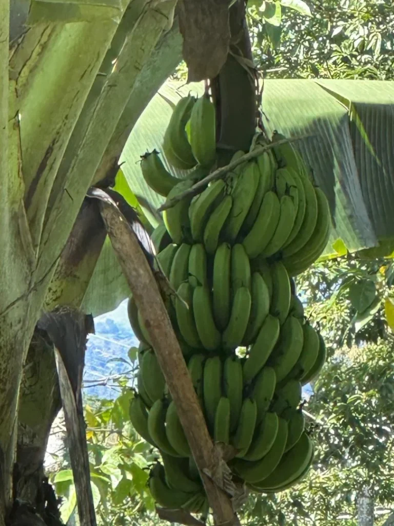 Racimo de plátanos en Turrialba, Costa Rica, cerca de Iriká Lodge.