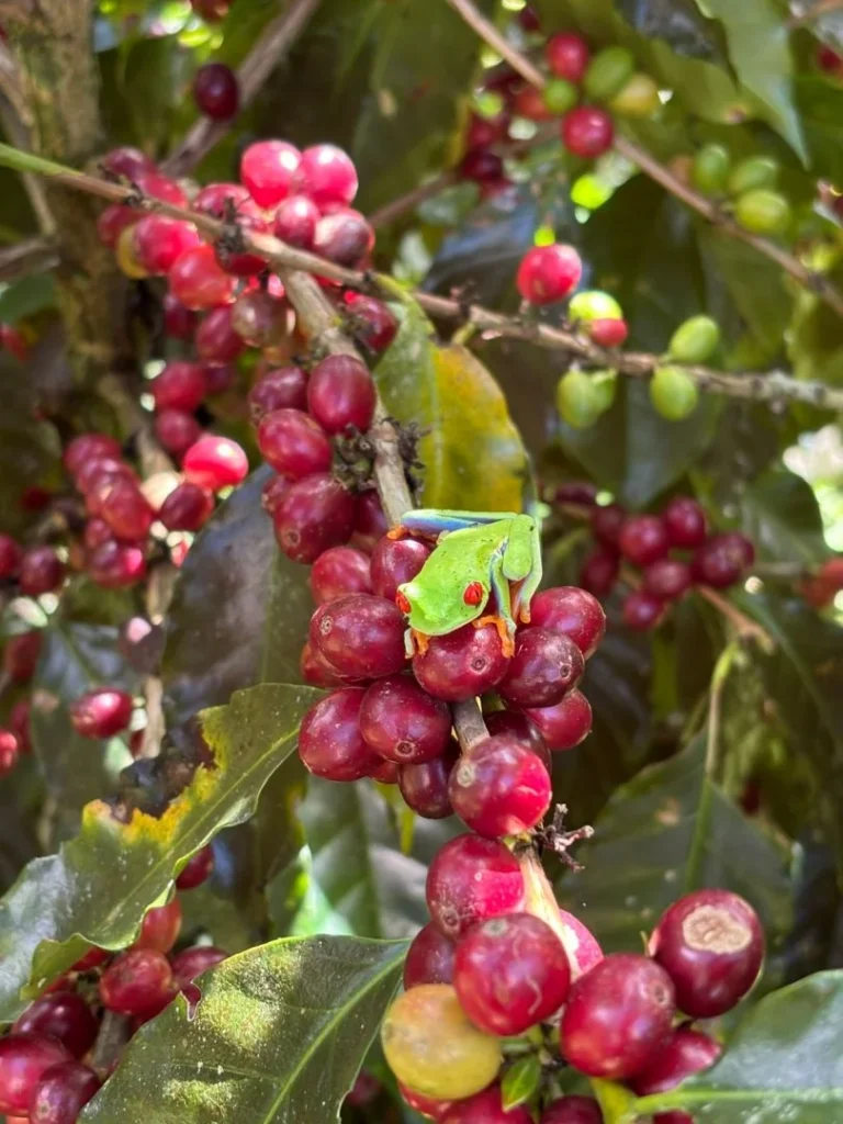 Rana verde en cafeto en Turrialba, Costa Rica.