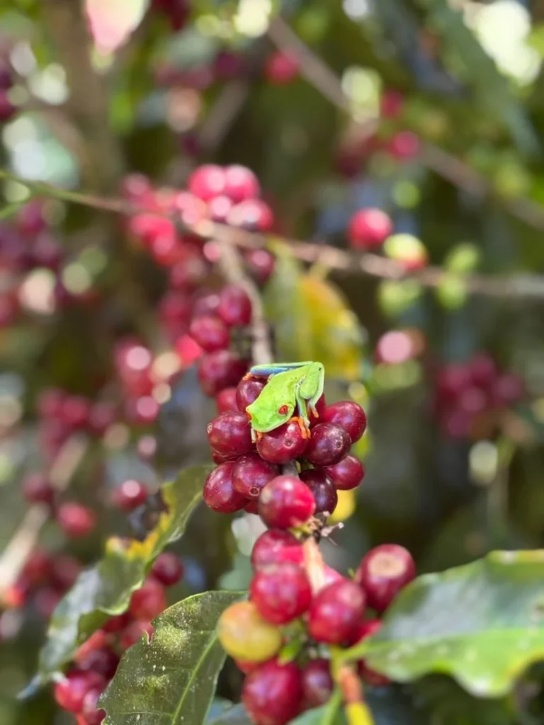 Rana verde sobre cafeto en Turrialba, Costa Rica