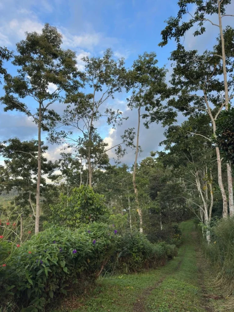 Sendero rodeado de vegetación en Turrialba, cerca de Iriká Lodge, Costa Rica.