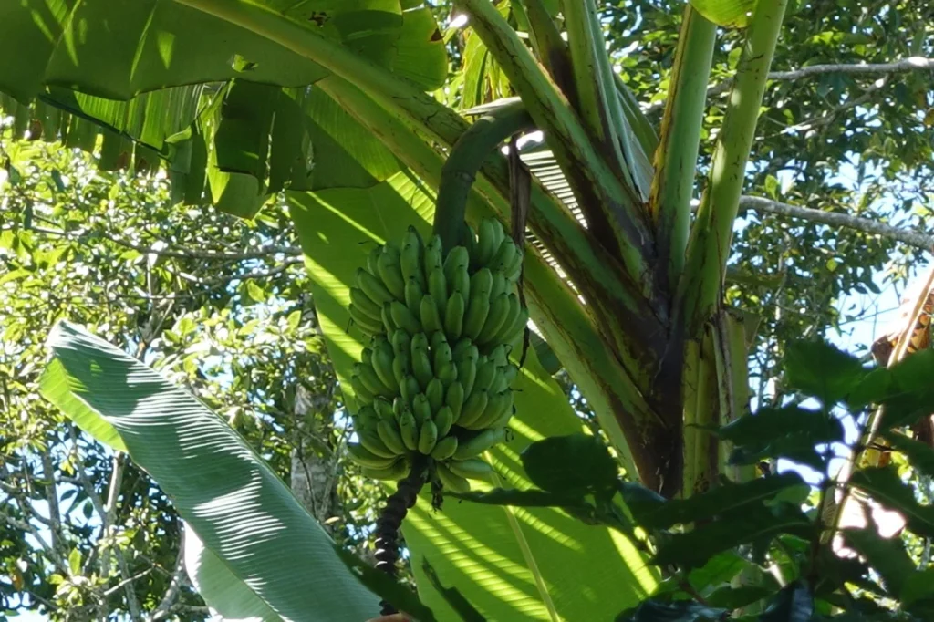 Plátanos en Turrialba, cerca de Iriká Lodge, Costa Rica.