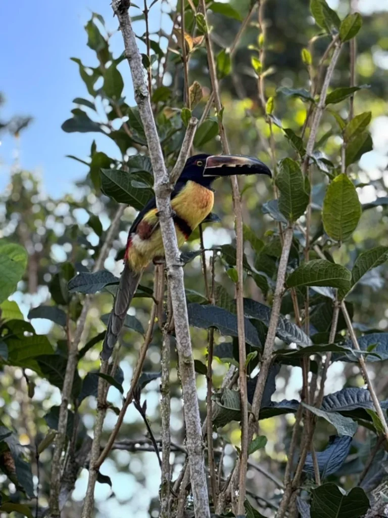 Tucán en el bosque cerca de Iriká Lodge, Turrialba, Costa Rica.