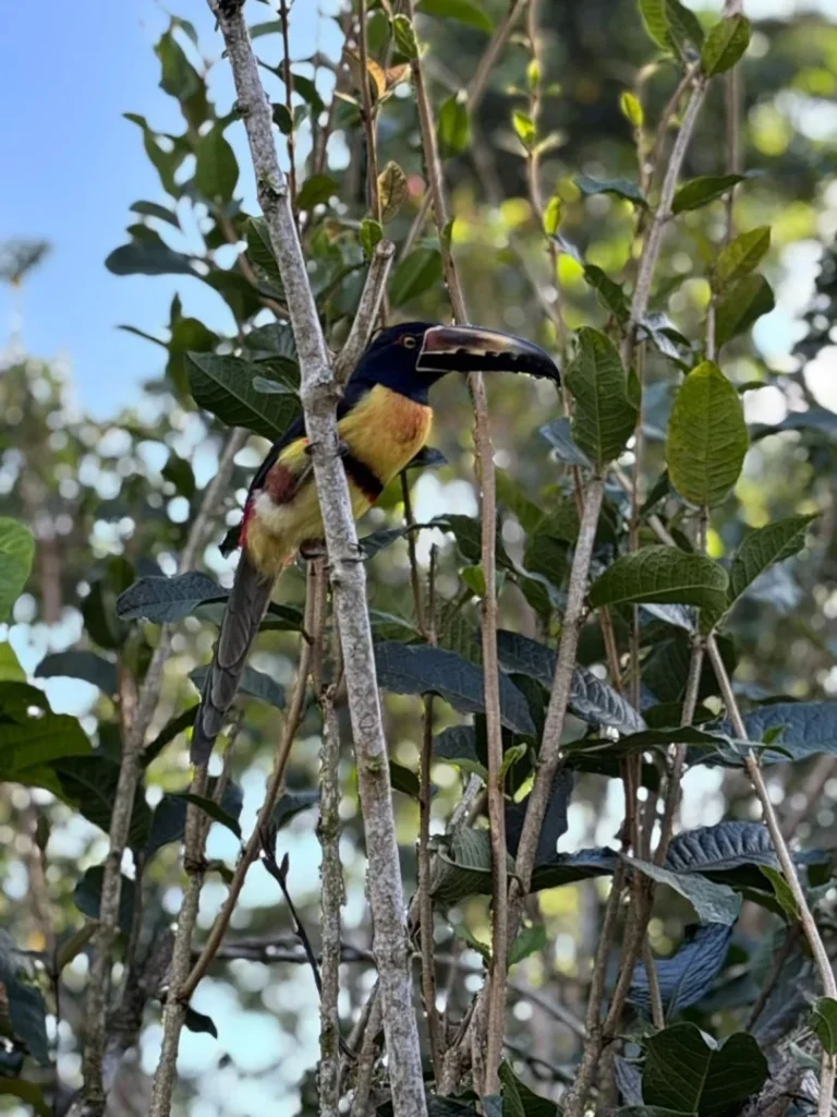 Tucán en árbol en Turrialba, cerca de Iriká Lodge, Costa Rica.