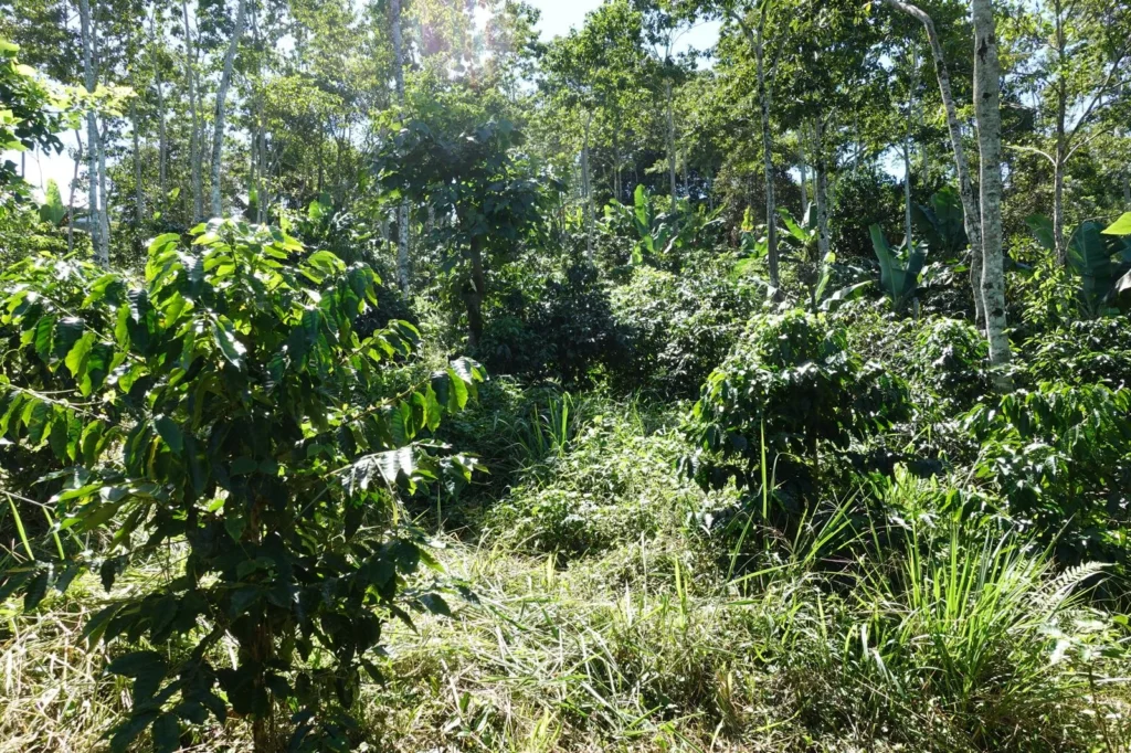 Vegetación exuberante cerca de Iriká Lodge en Turrialba, Costa Rica.