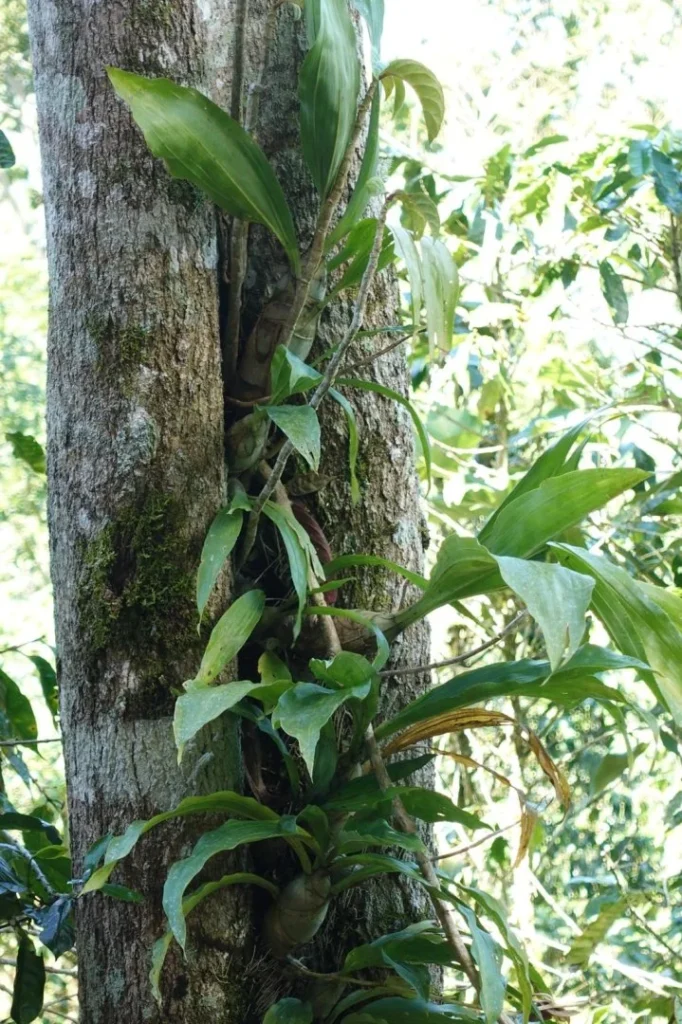Vegetación tropical en Turrialba, Costa Rica
