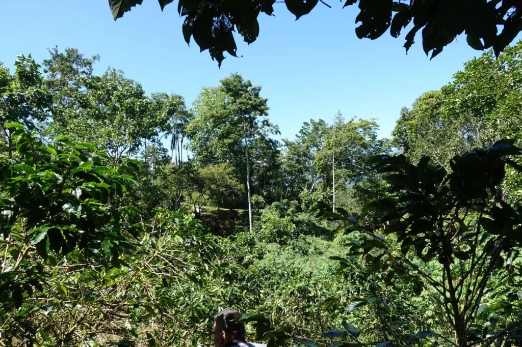 Vista del bosque en Turrialba desde Iriká Lodge, Costa Rica.