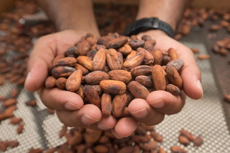 Manos sosteniendo granos de cacao en Turrialba, Costa Rica, Iriká Lodge.